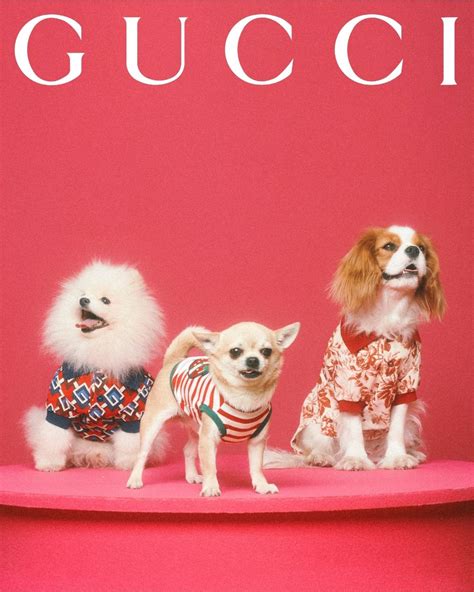 gucci pet collection.